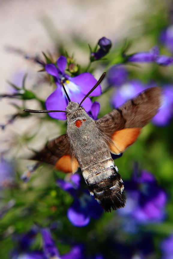 Feeding Frenzy 2  Geotagged,Hummingbird Hawk-moth,Macroglossum stellatarum,Romania