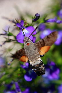 Feeding Frenzy 2  Geotagged,Hummingbird Hawk-moth,Macroglossum stellatarum,Romania