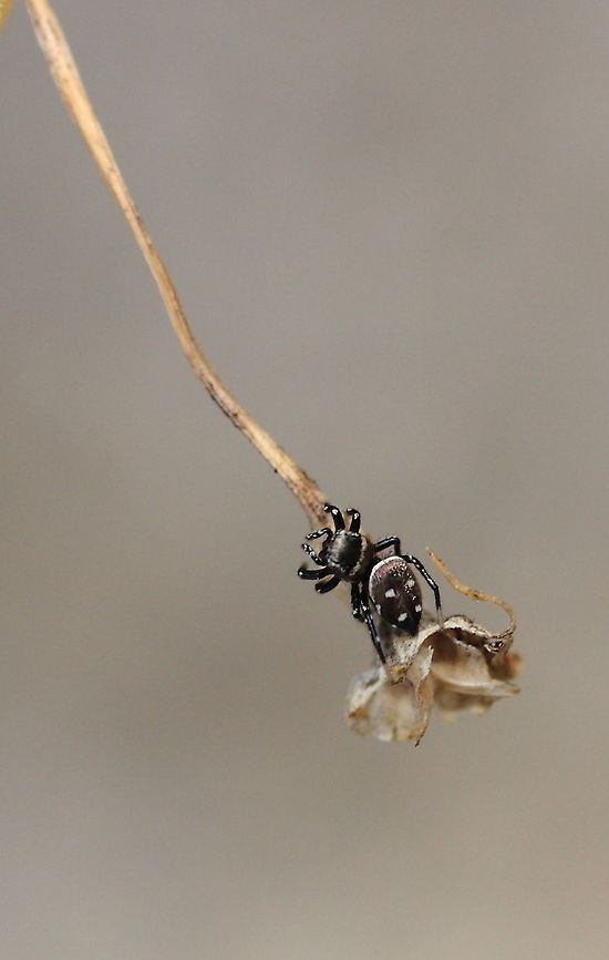 Jumping Spider  Geotagged,Heliophanus kochii,Jumping Spider,Romania