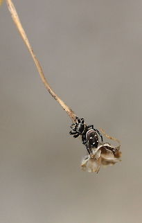 Jumping Spider  Geotagged,Heliophanus kochii,Jumping Spider,Romania