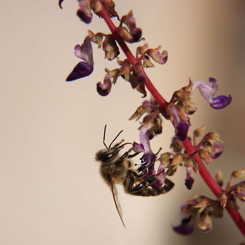 Bee at Work  Apis mellifera,Geotagged,Romania,Western honey bee