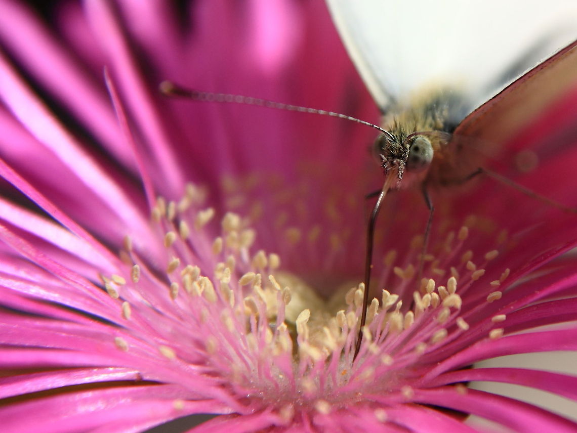 Taste the Nectar  Geotagged,Pieris rapae,Romania,Small White