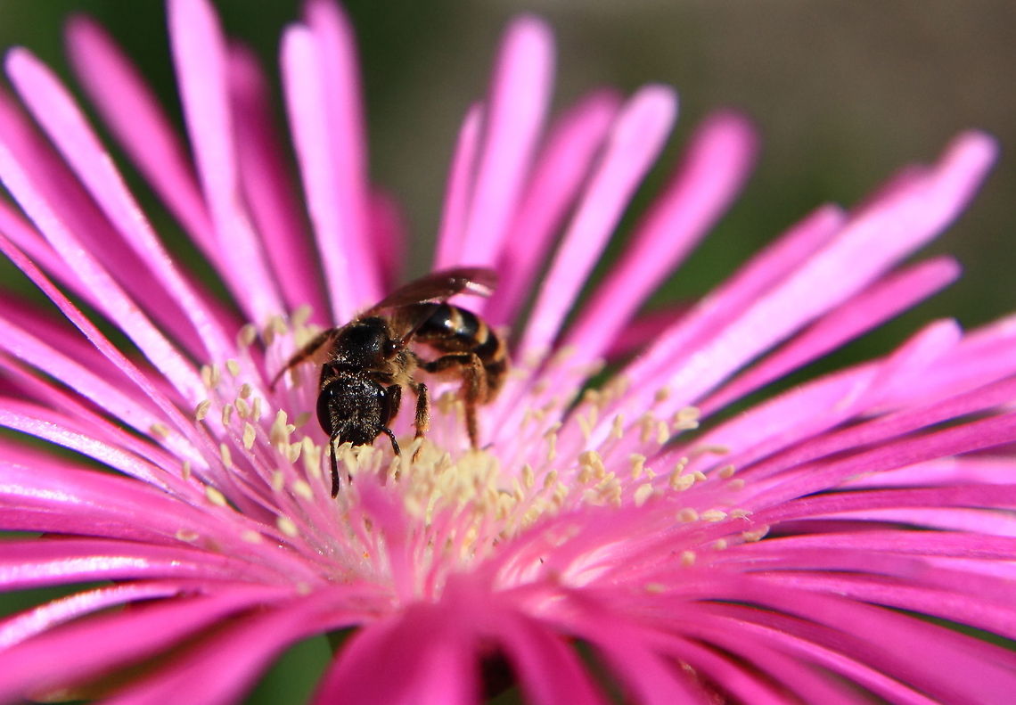 ...  Geotagged,Romania,bee