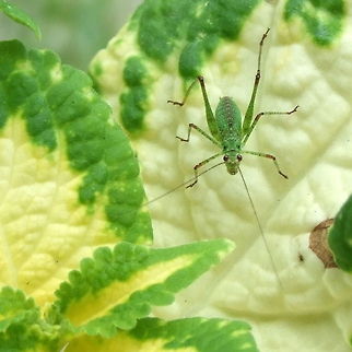 I See You  Geotagged,Great Green Bush-Cricket,Romania,Tettigonia viridissima,katydid,nymph