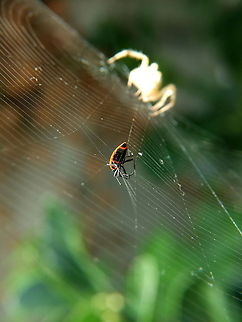 Uh-oh  European garden spider,Firebug,Geotagged,Pyrrhocoris apterus,Romania,cross spider