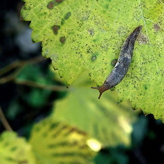 It's a Long Way Down  Deroceras reticulatum,Geotagged,Grey Garden Slug,Romania