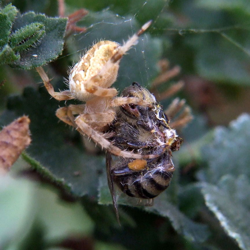 Dinner  Araneus diadematus,European Honey bee,Geotagged,Romania