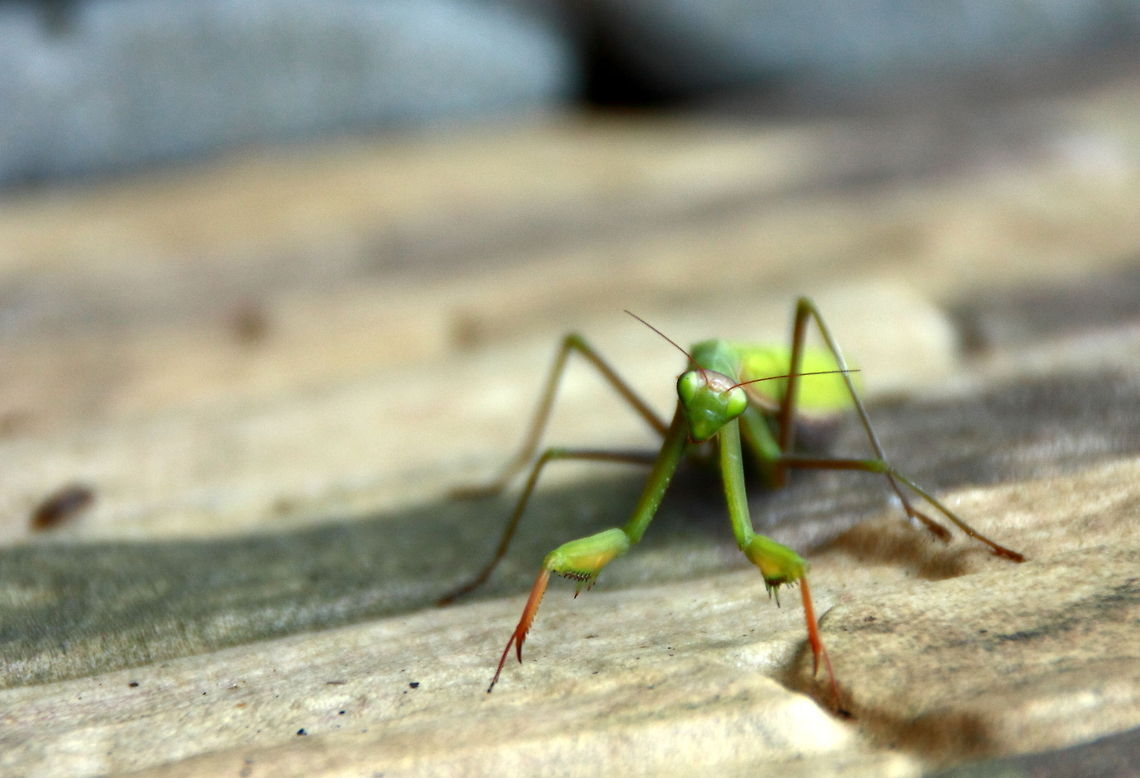 Mantis  European Mantis,Geotagged,Mantis religiosa,Romania