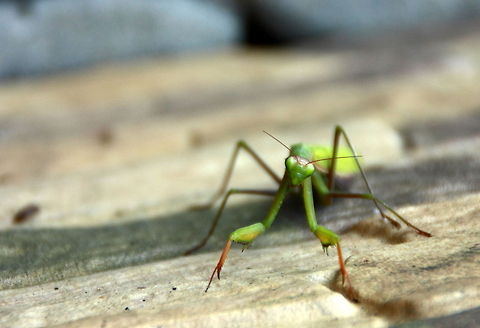Mantis  European Mantis,Geotagged,Mantis religiosa,Romania