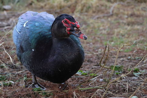 Muscovy Duck  Cairina moschata,Geotagged,Muscovy duck,Romania,Winter