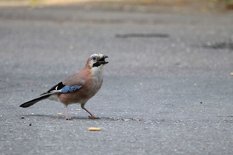 Eurasian Jay  Eurasian Jay,Garrulus glandarius,Geotagged,Romania,Spring