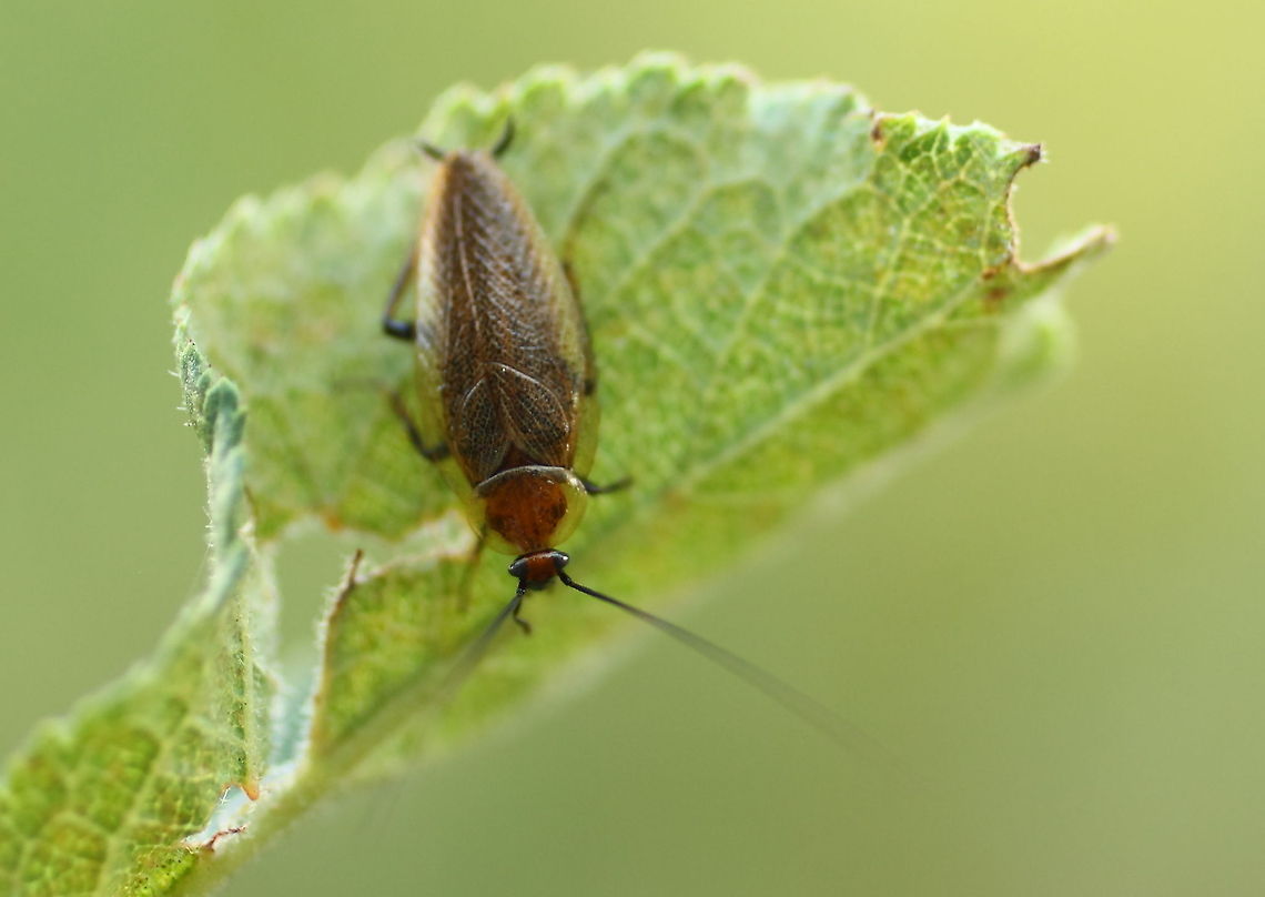 Forest Cockroach I just found out this one is an Ectobius of some kind. Blattodea,Ectobiidae,Ectobius,Ectobius erythronotus,Geotagged,Romania