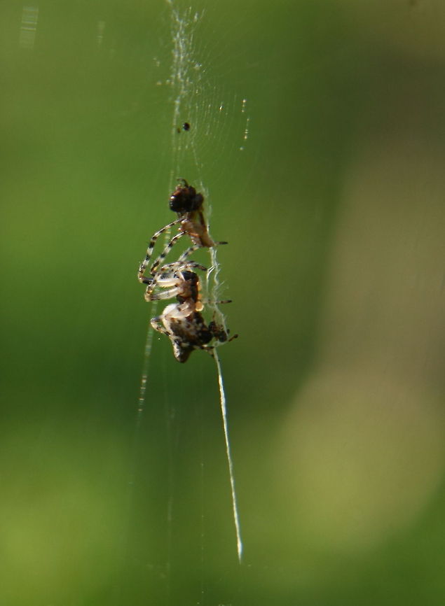 Spider with Prey  Geotagged,Romania,spider