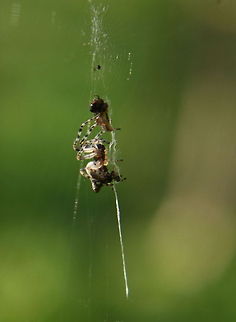 Spider with Prey  Geotagged,Romania,spider