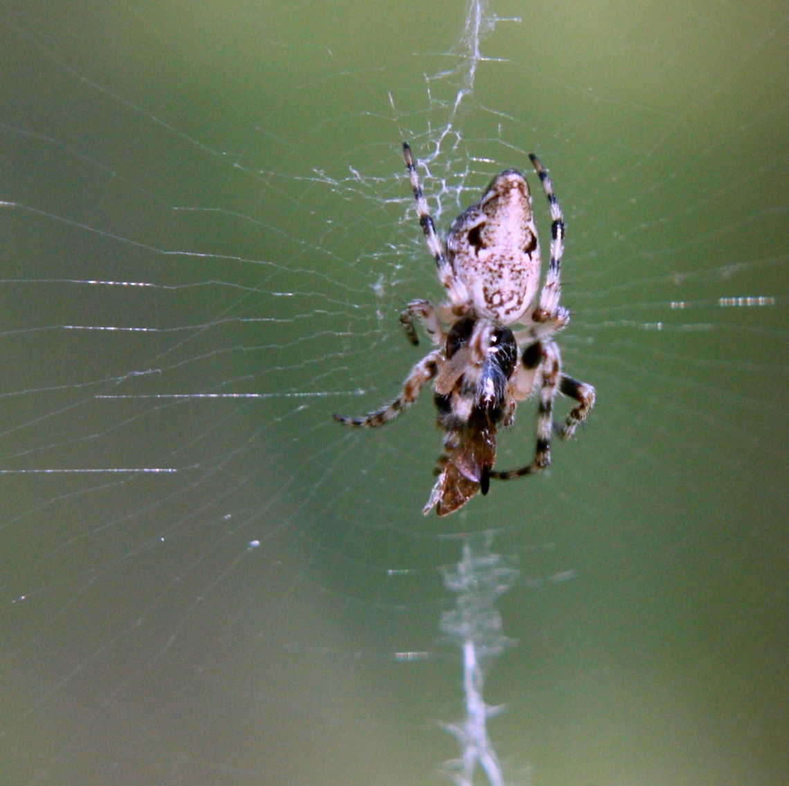 Spider with Prey 2  Geotagged,Romania,spider