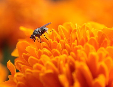 The Wanderer  Geotagged,Housefly,Musca domestica,Romania,fly,insect