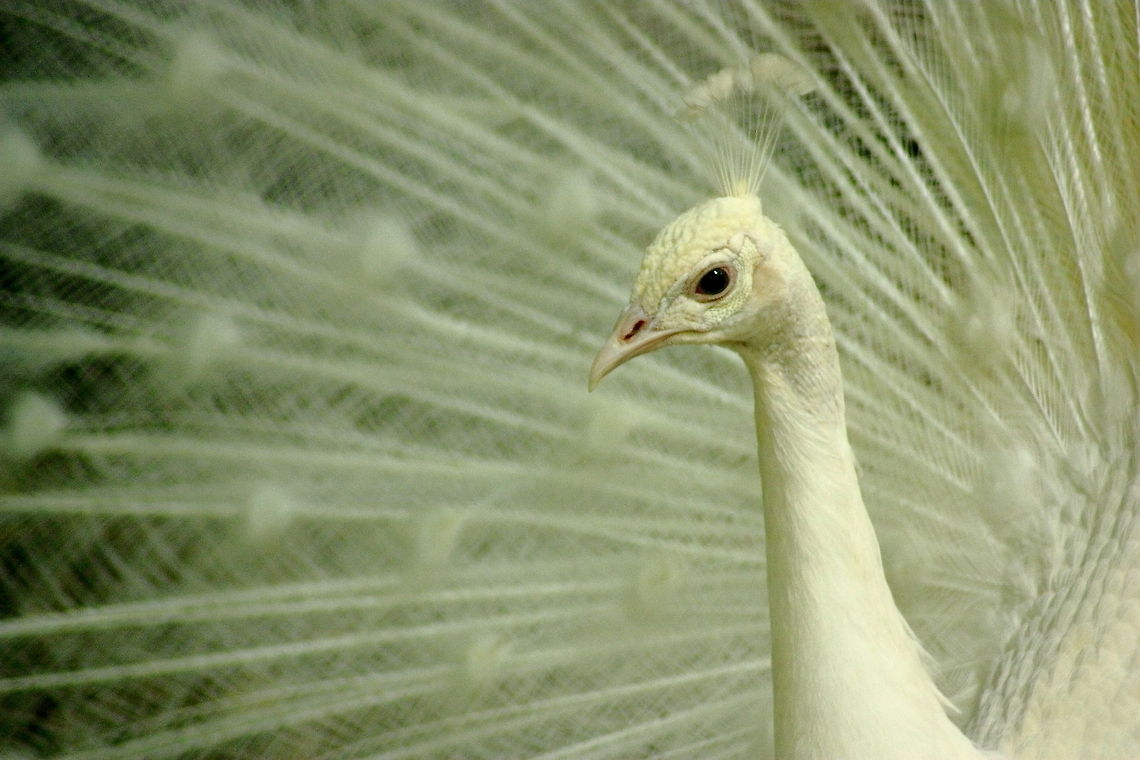 The White Emperor  Anartia jatrophae,Geotagged,Indian Peafowl,Indian peafowl,Pavo cristatus,Romania,White Peacock