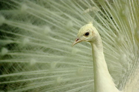The White Emperor  Anartia jatrophae,Geotagged,Indian Peafowl,Indian peafowl,Pavo cristatus,Romania,White Peacock