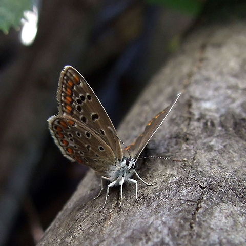 Butterfly  Aricia agestis,Brown Argus,Geotagged,Romania