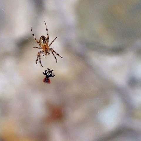 Supper's Ready  Araneus diadematus,Geotagged,Romania