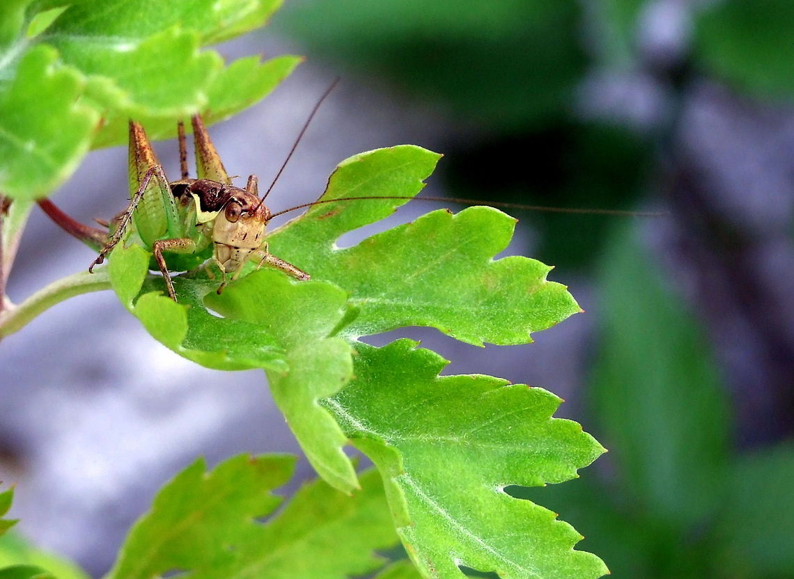 Hopper  Geotagged,Romania