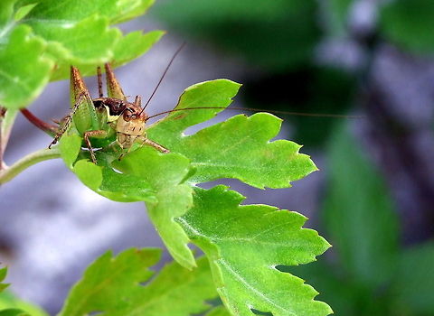 Hopper  Geotagged,Romania