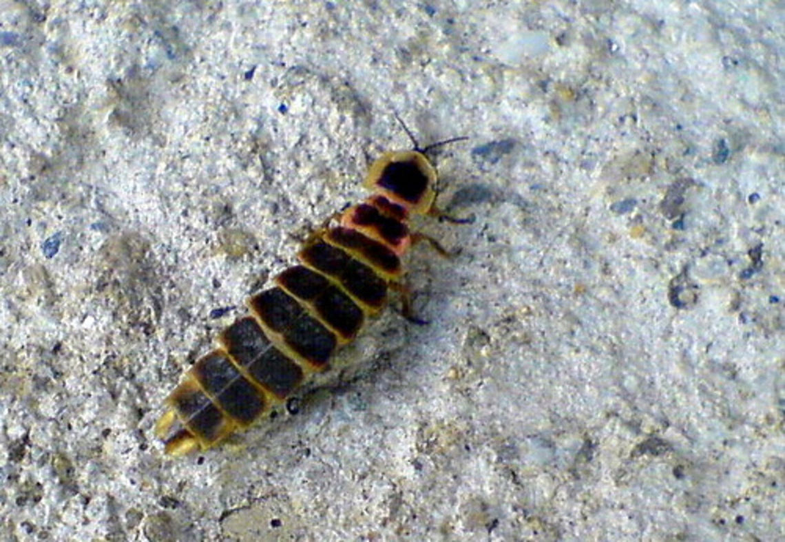 Glowworm  Geotagged,Romania,glowworm