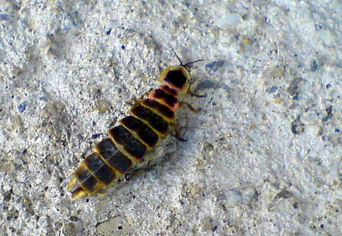 Glowworm  Geotagged,Romania,glowworm