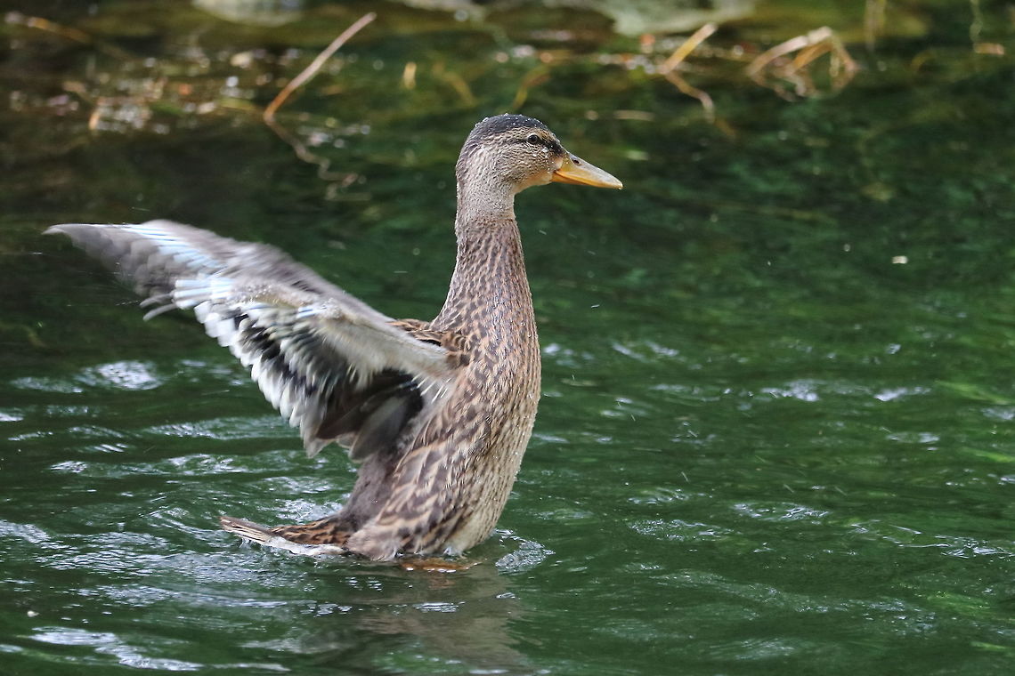 Mallard  Anas platyrhynchos,Geotagged,Mallard,Romania,Spring