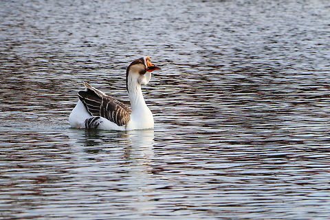 Swan Goose  Anser cygnoides,Geotagged,Romania,Swan Goose,Winter