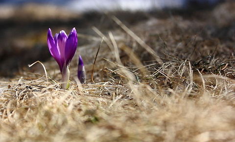 Awakening  Crocus vernus,Geotagged,Romania