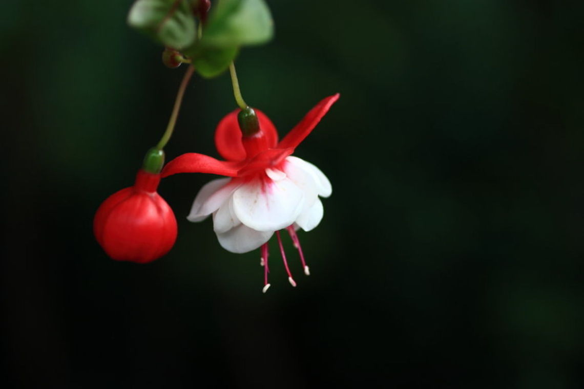 Fuchsia  Fuchsia magellanica,Geotagged,Romania