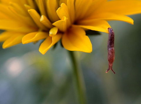 Into the Void  Deroceras reticulatum,Geotagged,Grey Garden Slug,Romania