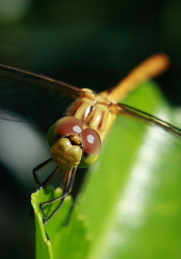 I'll Be Watching You  Dragonfly,Geotagged,Romania