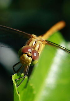 I'll Be Watching You  Dragonfly,Geotagged,Romania