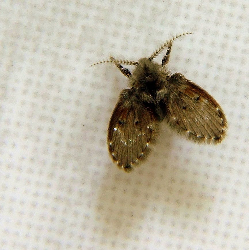 Mothfly Clogmia albipunctata is commonly called the filterfly, mothmidge or mothfly (1, 2) and belongs to the Suborder Nematocera (long-horned flies) within the Order Diptera (flies and mosquitoes).  There are 24 families within Nematocera in North America (3).  Nematocera are unique among the Diptera for having many segmented antennae that are often long (3).  The larvae of Nematocera typically inhabit moist habitats and have well-developed heads and mandibles that move laterally (3).  <br />
C. albipunctata is a member of the family Psychodidae (moth flies and sand flies) Clogmia albipunctata,Geotagged,Romania,clogmia albipunctata,mothfly