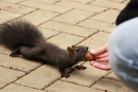 Nom  Geotagged,Red Squirrel,Romania,Sciurus vulgaris