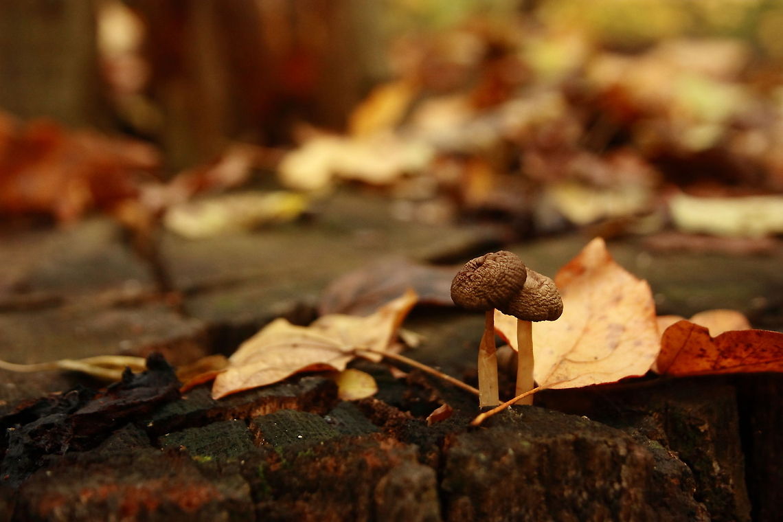Together We'll Get Through  Geotagged,Romania,autumn,foliage,fungi,leaves,mushroom
