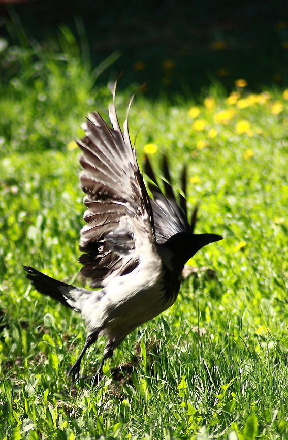 Fly Away  Corvus cornix,Geotagged,Hooded Crow,Romania