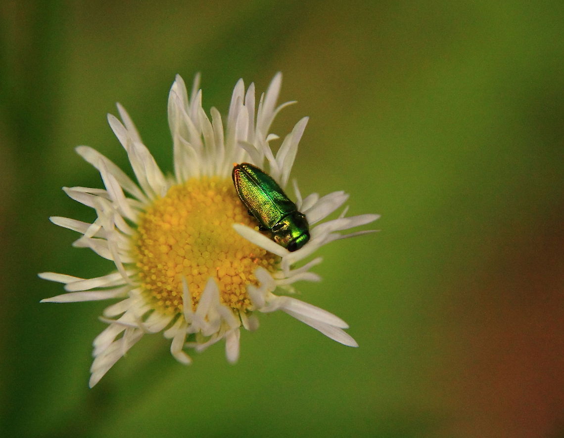 DND  Geotagged,Romania