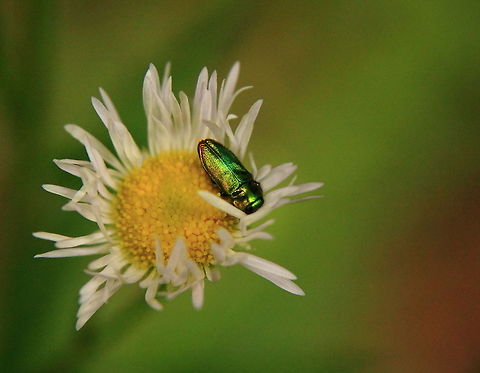 DND  Geotagged,Romania