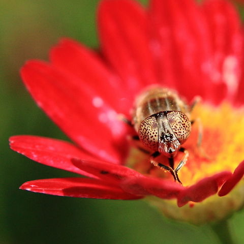 Big Eyes  Geotagged,Romania