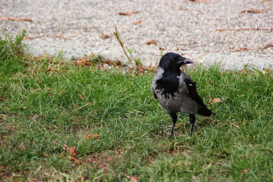 Hooded Crow  Corvus cornix,Geotagged,Hooded Crow,Romania