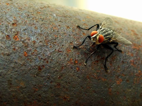 Red Eyes  Geotagged,Housefly,Musca domestica,Romania
