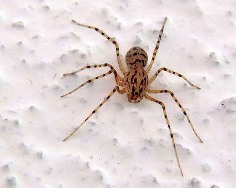 Spitting Spider  Geotagged,Romania,Scytodes thoracica,spitting spider