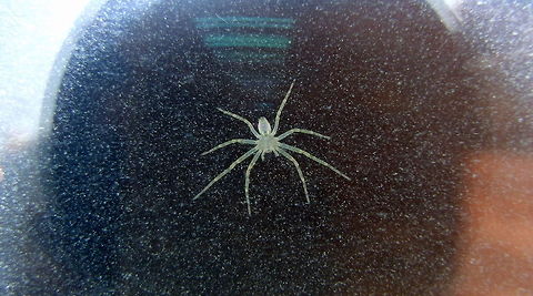 Itsy Bitsy Spider No idea what species this is, but it reminds me of the facehugger monsters in Alien... Geotagged,Romania,spider