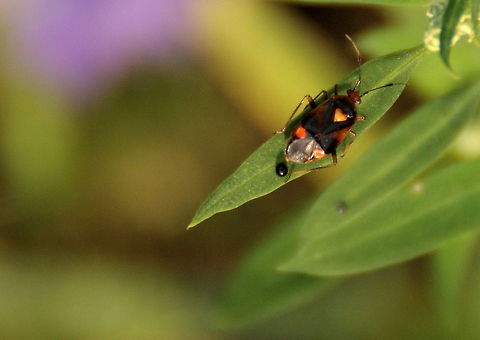 Mirid Bug I think this one was doing its business :) Deraeocoris ruber,Geotagged,Red Bug,Romania,insect