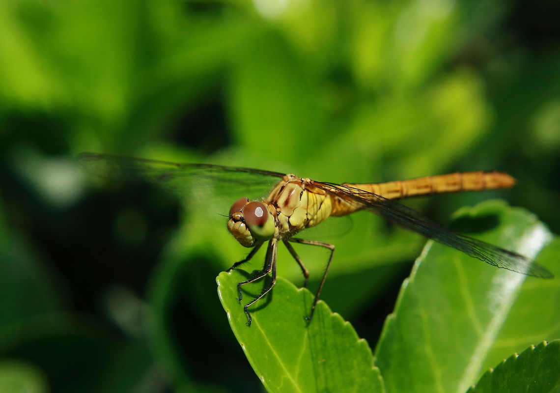...  Dragonfly,Geotagged,Romania