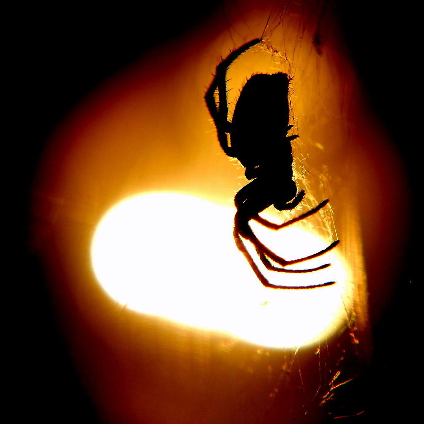 Arachnophobia  Araneus diadematus,Geotagged,Romania,cross spider