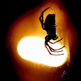 Arachnophobia  Araneus diadematus,Geotagged,Romania,cross spider